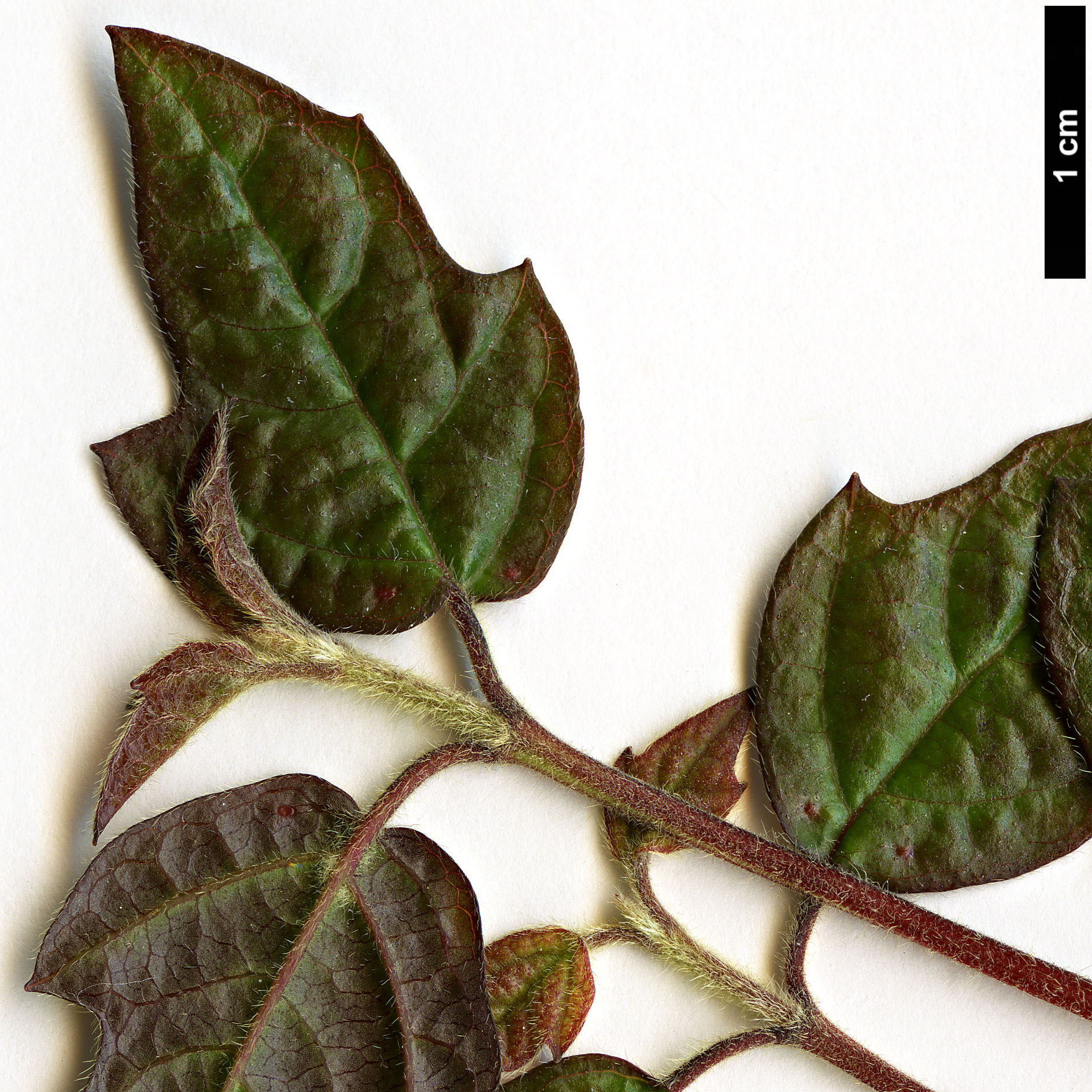 High resolution image: Family: Adoxaceae - Genus: Viburnum - Taxon: luzonicum